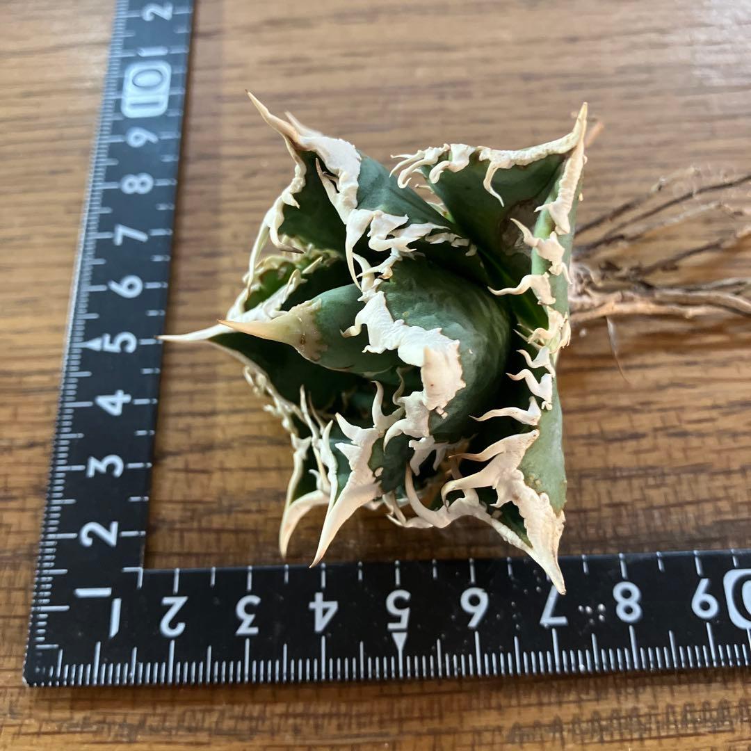 【週末オークション】特選　太棘　強棘　アガベ　チタノタ　白豪刺　TC