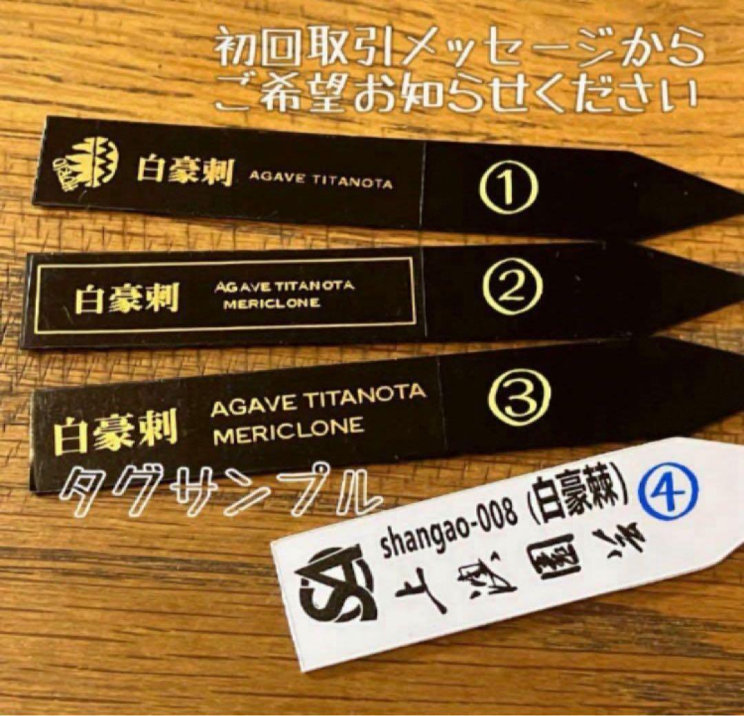 【週末オークション】特選　太棘　強棘　アガベ　チタノタ　白豪刺　TC