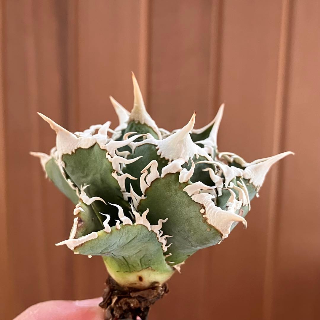 【週末オークション】特選　太棘　強棘　アガベ　チタノタ　白豪刺　TC