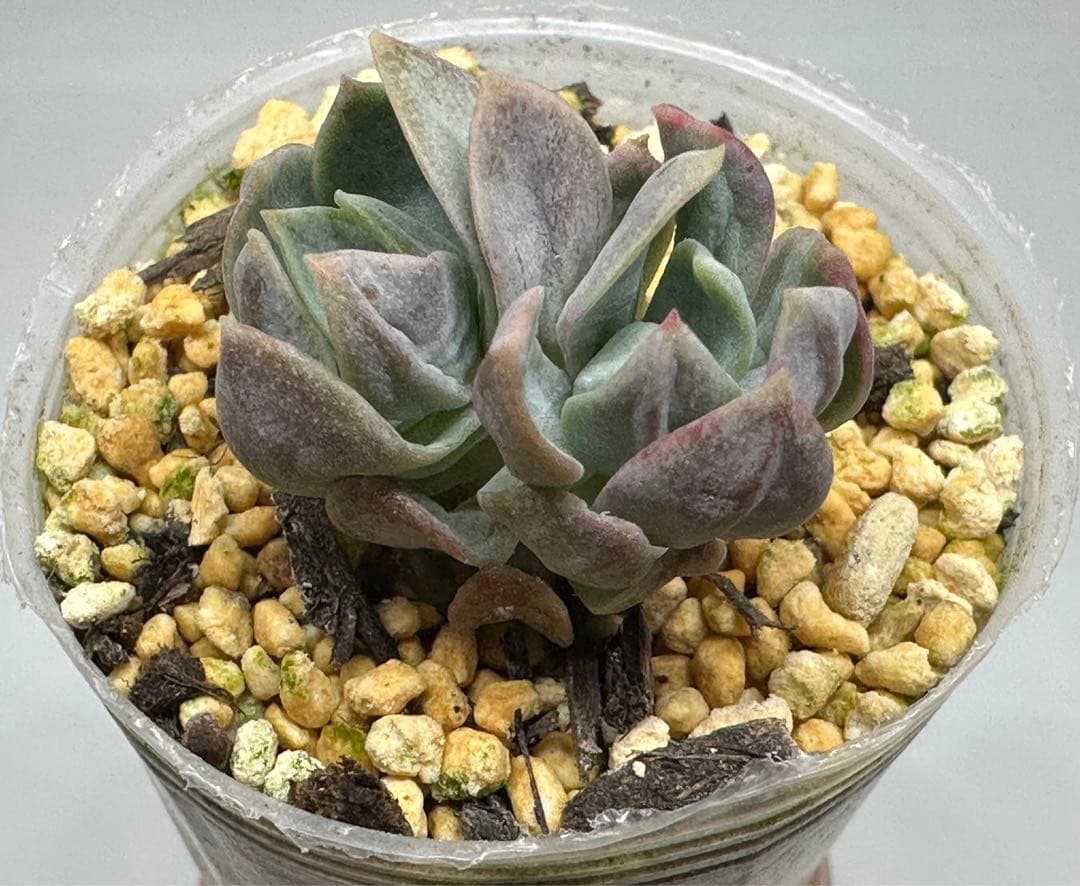 ❤️確認用❤️★B ミックスベリア❤️霜飾り❤️抜き苗♪      ✨メルカリ便✨札なし