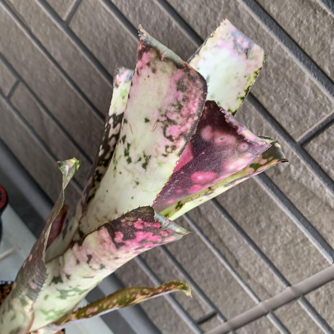 ブロメリア・エアープランツ Billbergia Kolan Express