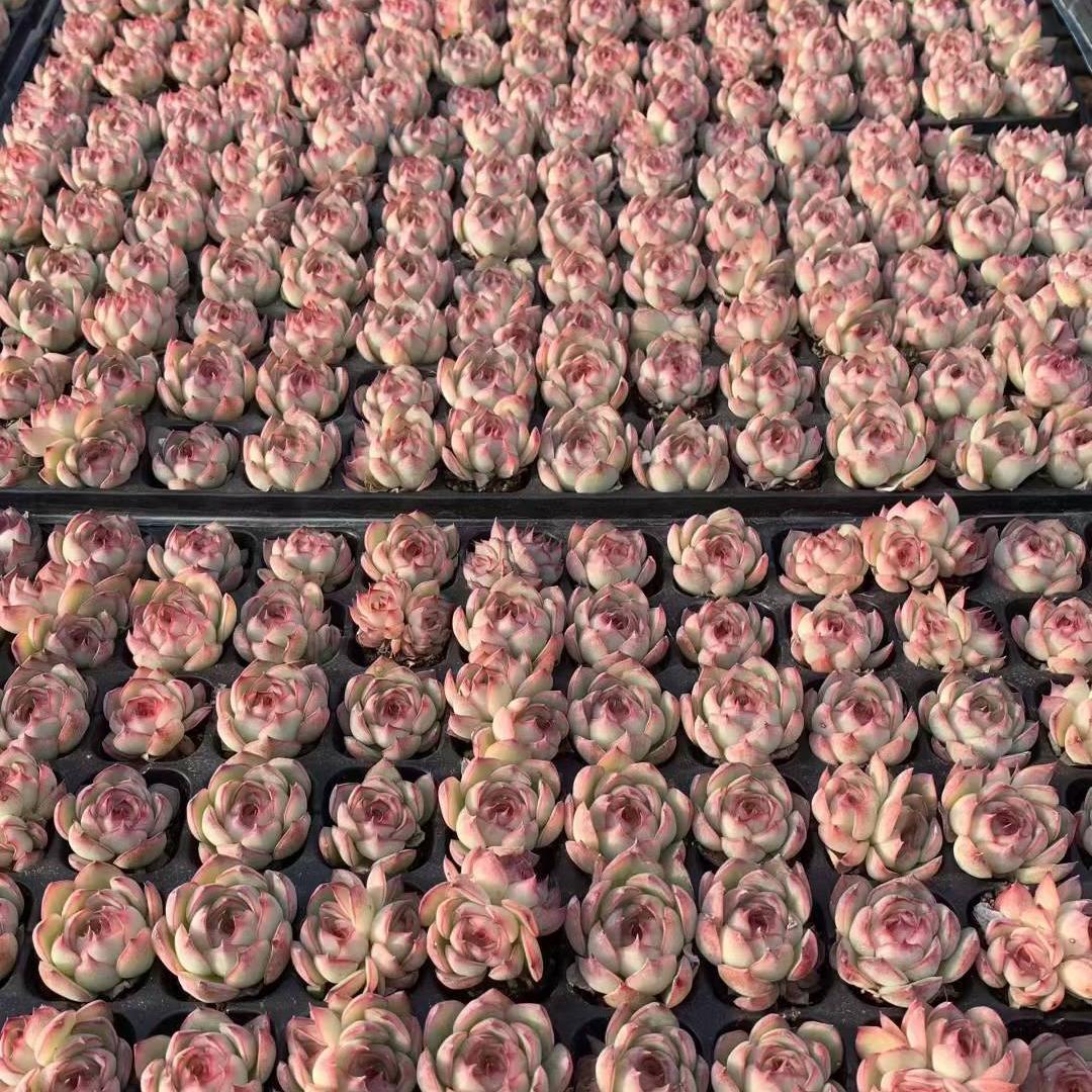 Top【選抜株】多肉植物　23441エンチャンティングフェアリー 105個