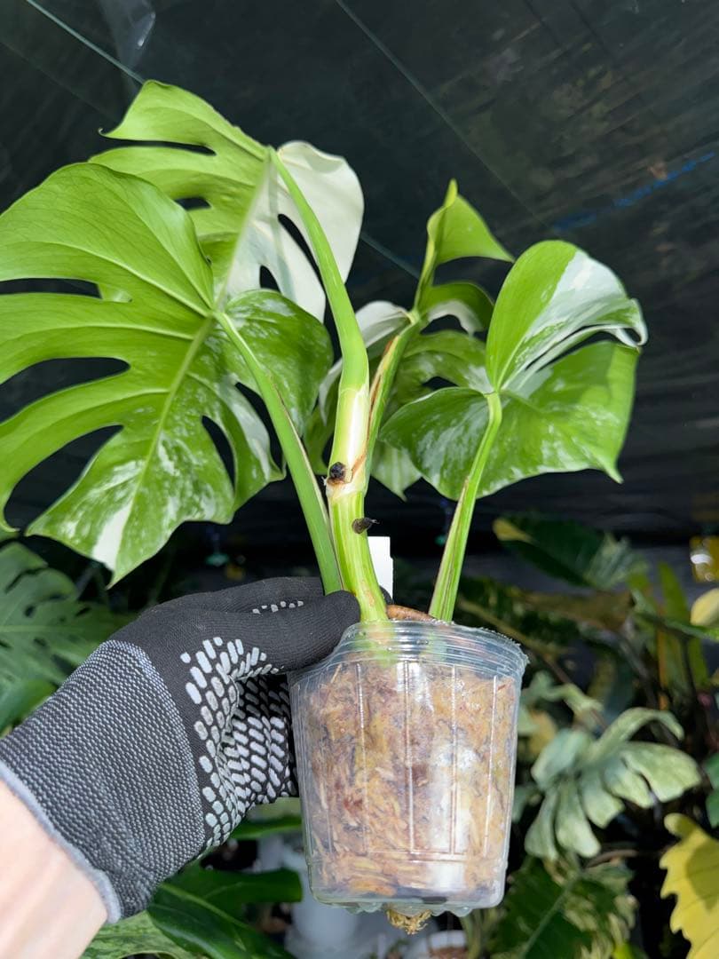 Z4 モンステラ　ボルギシアナ　アルボ　ホワイトタイガー白斑　健康カット苗