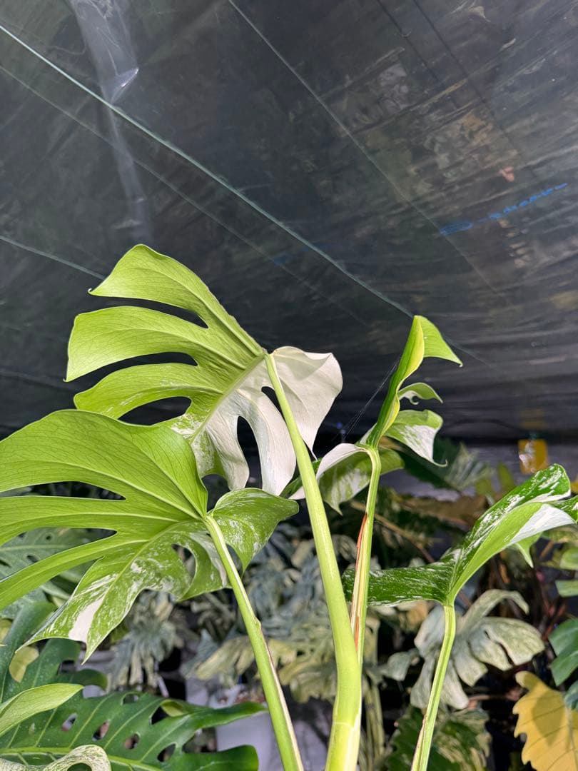 Z4 モンステラ　ボルギシアナ　アルボ　ホワイトタイガー白斑　健康カット苗