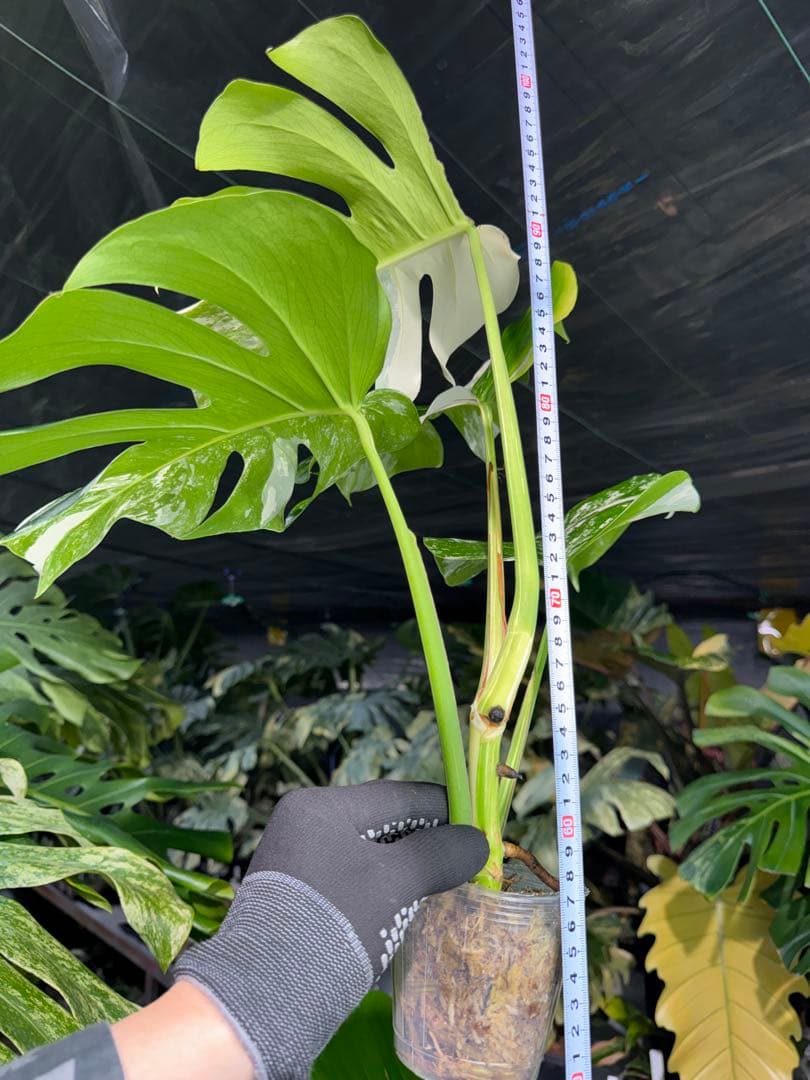 Z4 モンステラ　ボルギシアナ　アルボ　ホワイトタイガー白斑　健康カット苗