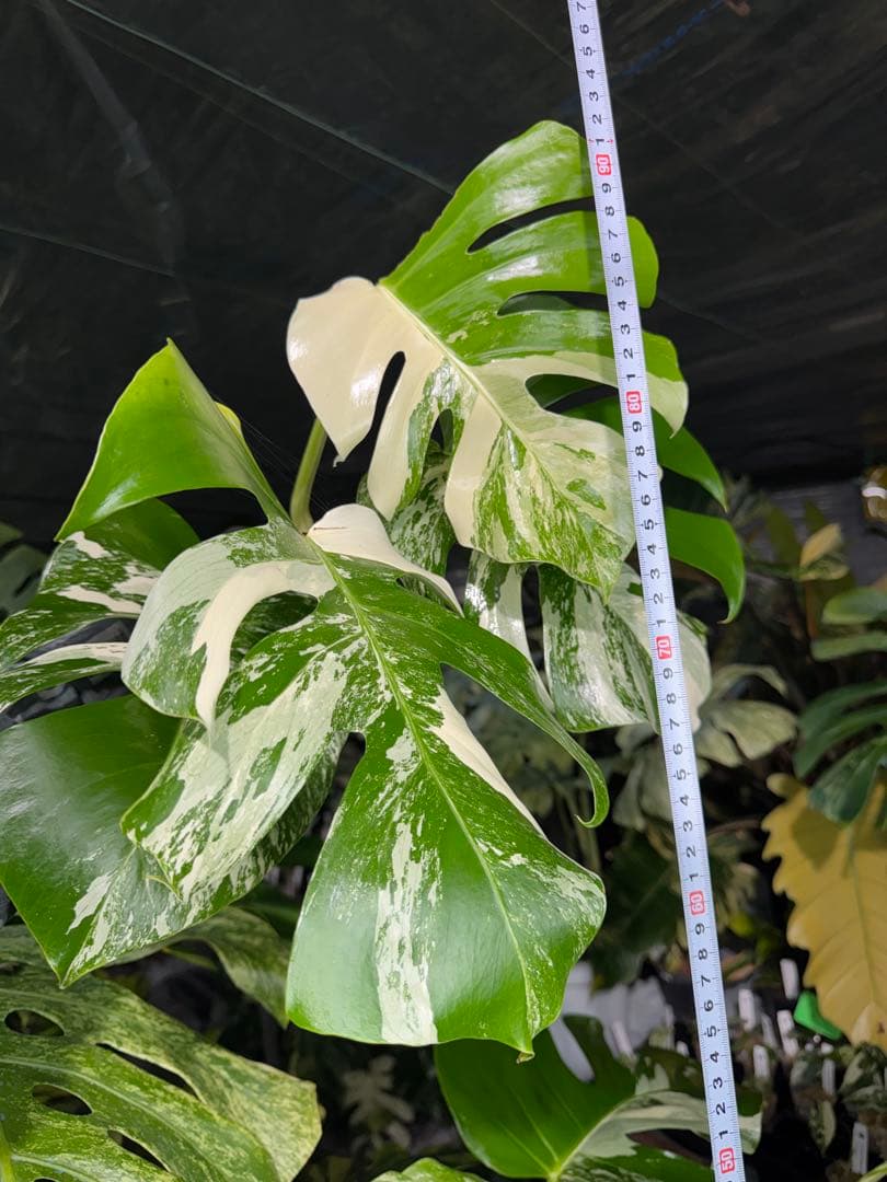 Z4 モンステラ　ボルギシアナ　アルボ　ホワイトタイガー白斑　健康カット苗