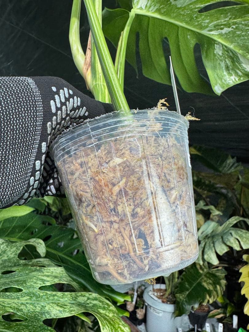 Z4 モンステラ　ボルギシアナ　アルボ　ホワイトタイガー白斑　健康カット苗