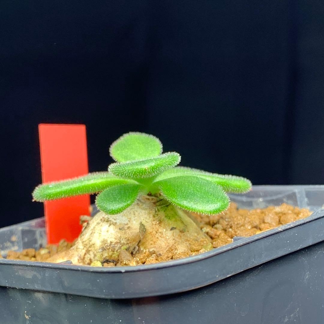 レア実生！　アトロプルプレウス　チレコドン　多肉植物　塊根植物