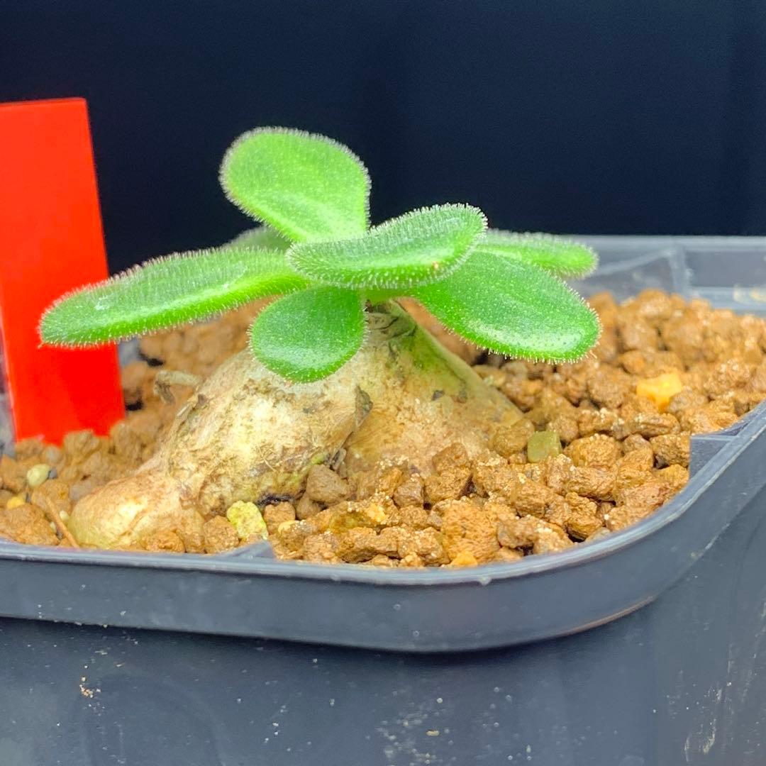レア実生！　アトロプルプレウス　チレコドン　多肉植物　塊根植物