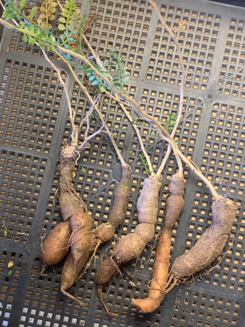 D-92 多肉植物 オペルクリカリア・パキプス 5株