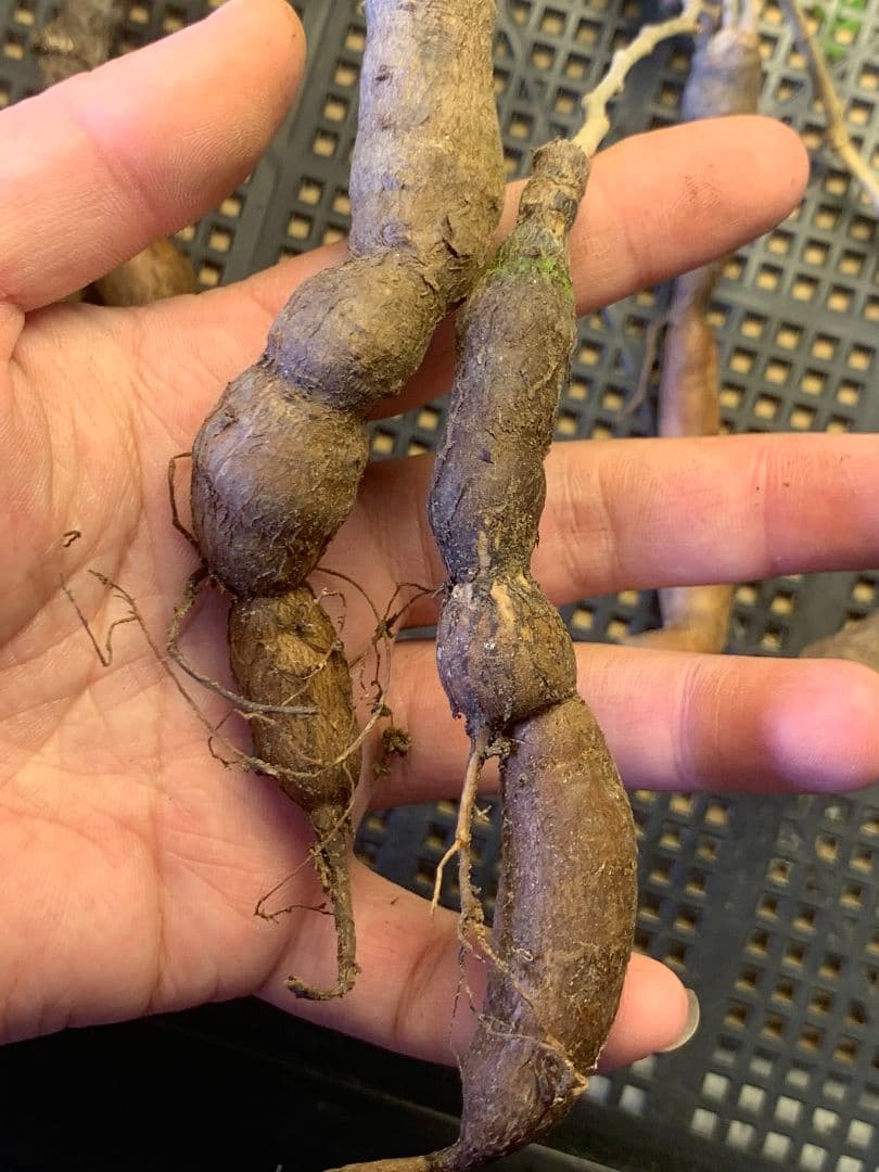 D-92 多肉植物 オペルクリカリア・パキプス 5株