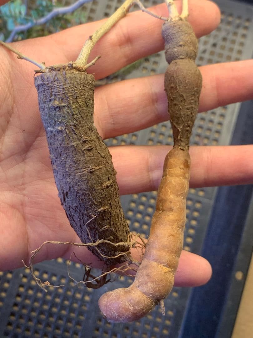 D-92 多肉植物 オペルクリカリア・パキプス 5株