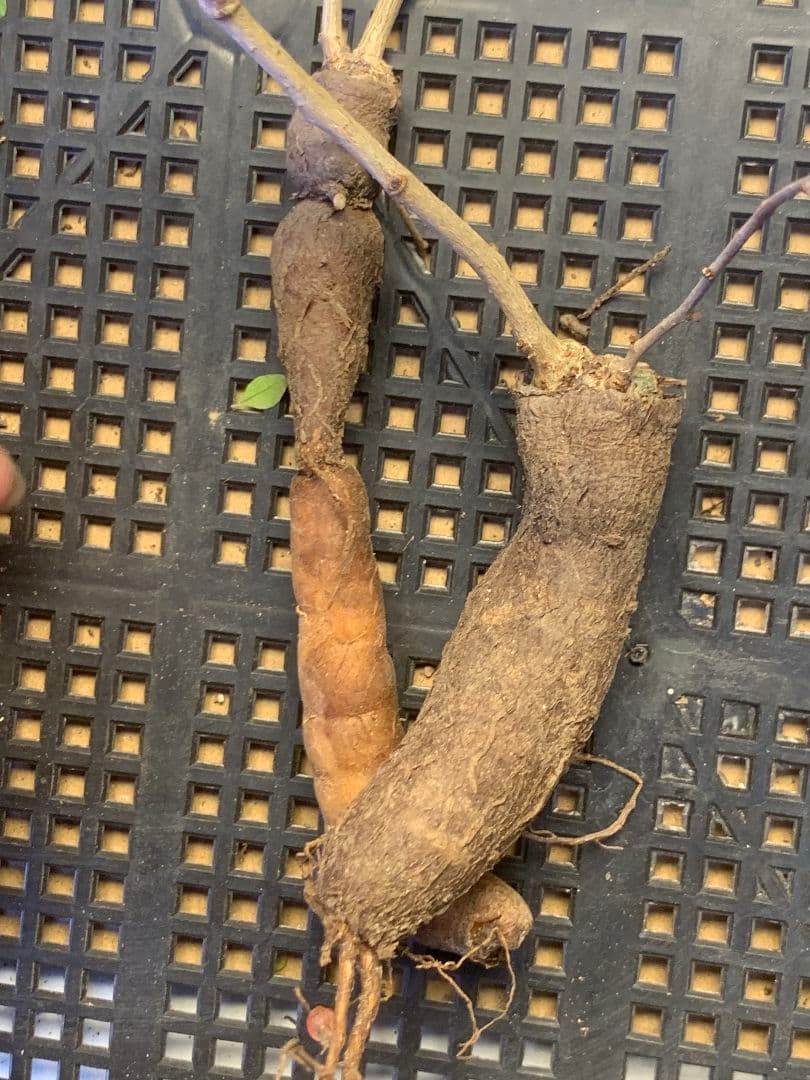 D-92 多肉植物 オペルクリカリア・パキプス 5株