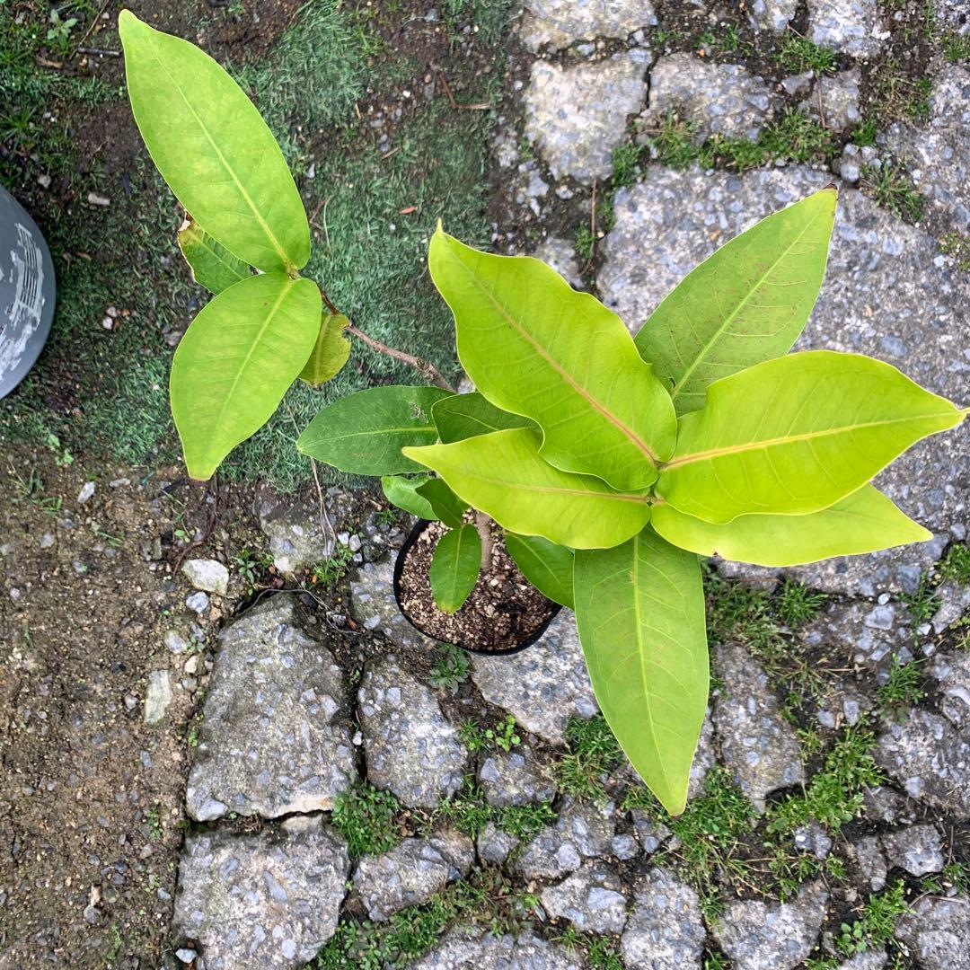 レンブ　香水　取木苗