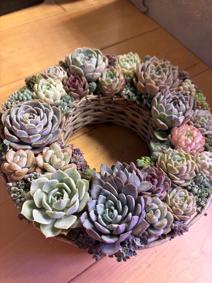 多肉植物寄せ植え　そのまま飾れる　リース 直径約24cm
