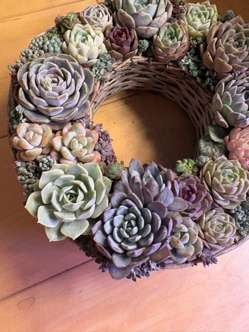 多肉植物寄せ植え　そのまま飾れる　リース 直径約24cm