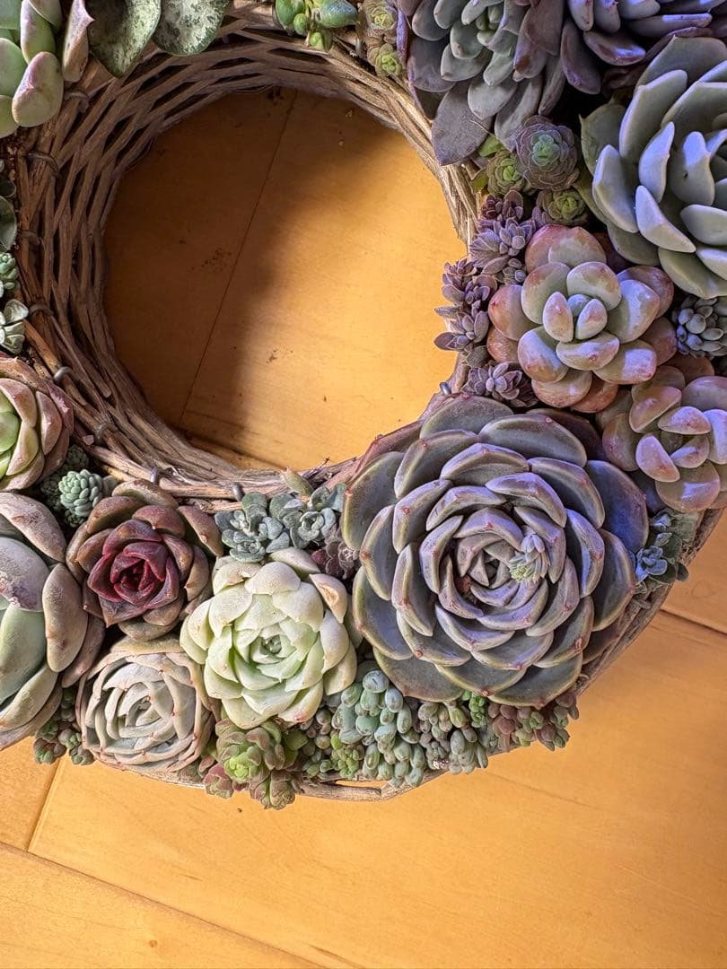 多肉植物寄せ植え　そのまま飾れる　リース 直径約24cm