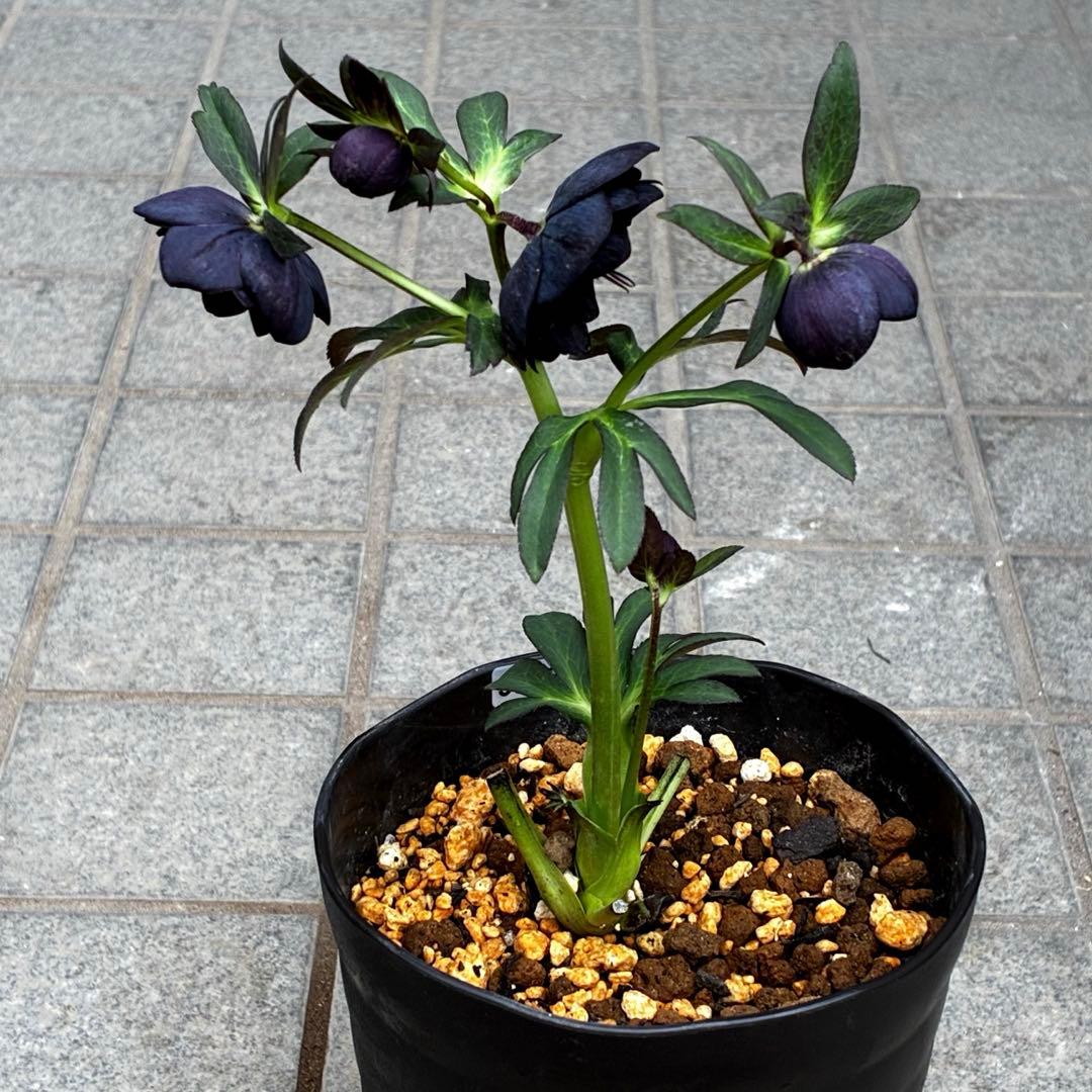 3718☘️極上☘️⭐️黒⭐️小輪⭐️まん丸コロコロ⭐️艶ピコ⭐️艶ベイン⭐️特大シベ⭐️樋口