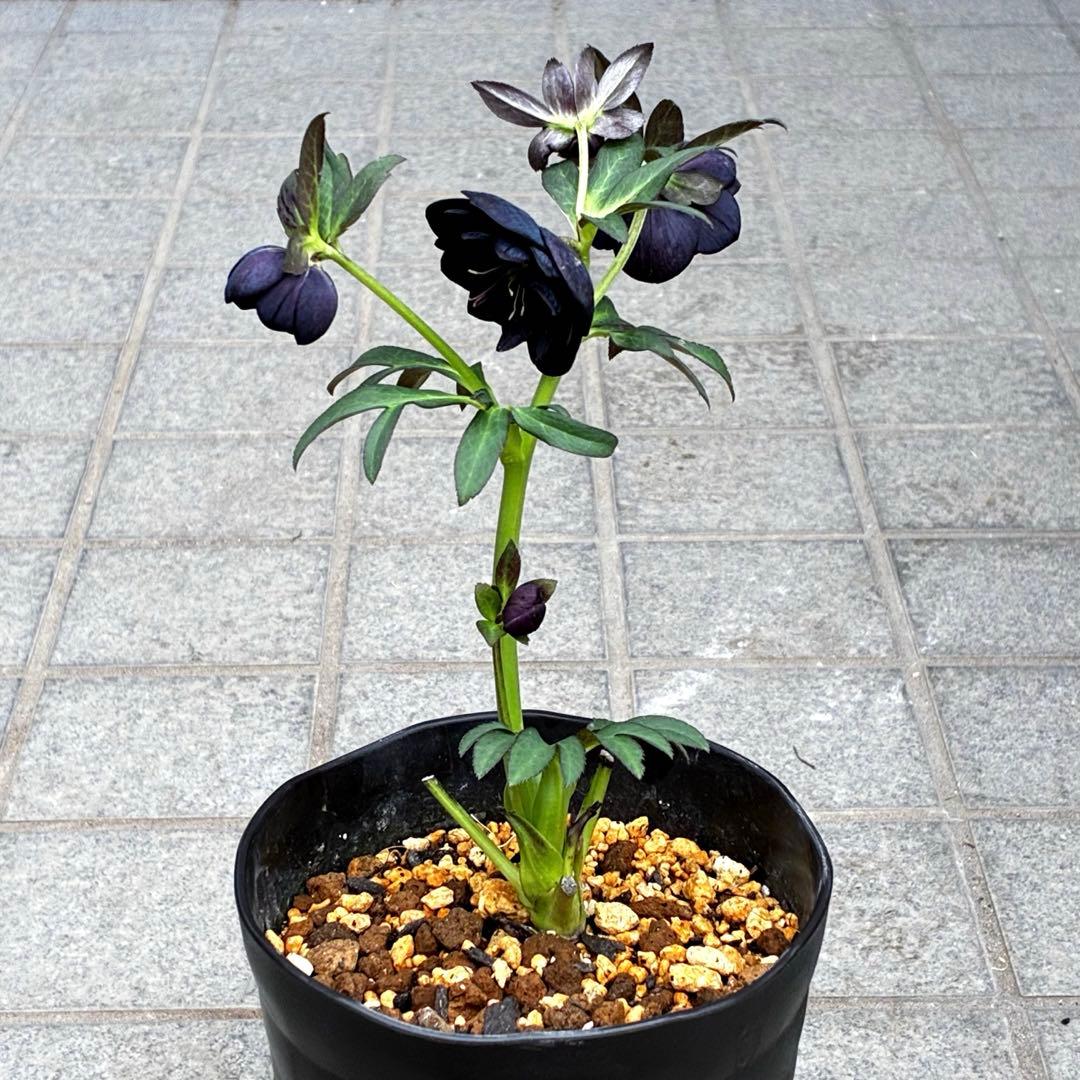 3718☘️極上☘️⭐️黒⭐️小輪⭐️まん丸コロコロ⭐️艶ピコ⭐️艶ベイン⭐️特大シベ⭐️樋口