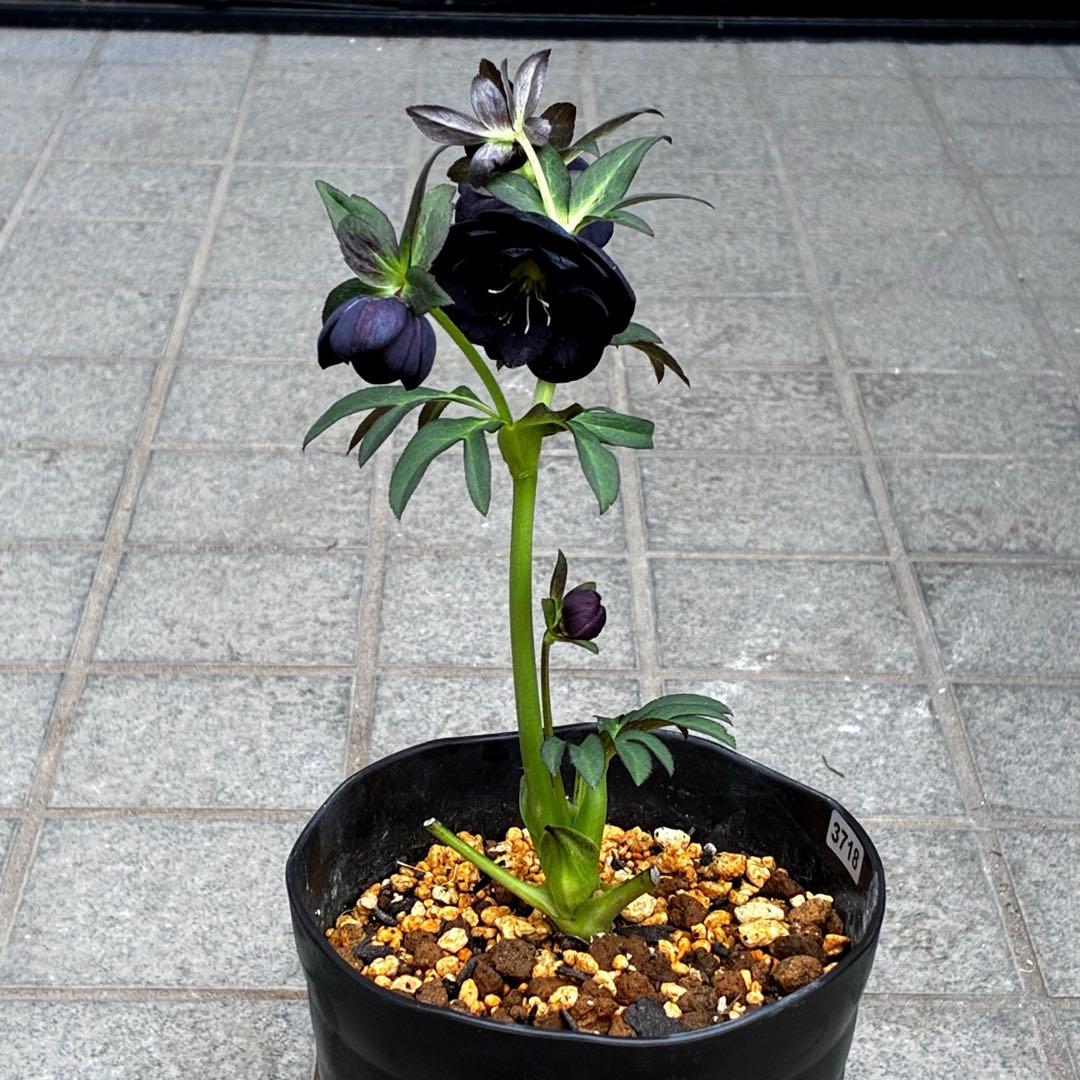 3718☘️極上☘️⭐️黒⭐️小輪⭐️まん丸コロコロ⭐️艶ピコ⭐️艶ベイン⭐️特大シベ⭐️樋口