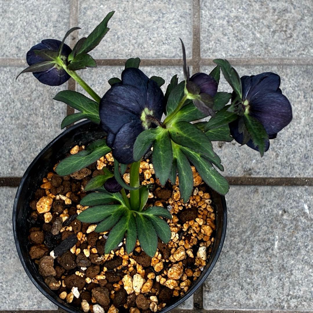 3718☘️極上☘️⭐️黒⭐️小輪⭐️まん丸コロコロ⭐️艶ピコ⭐️艶ベイン⭐️特大シベ⭐️樋口