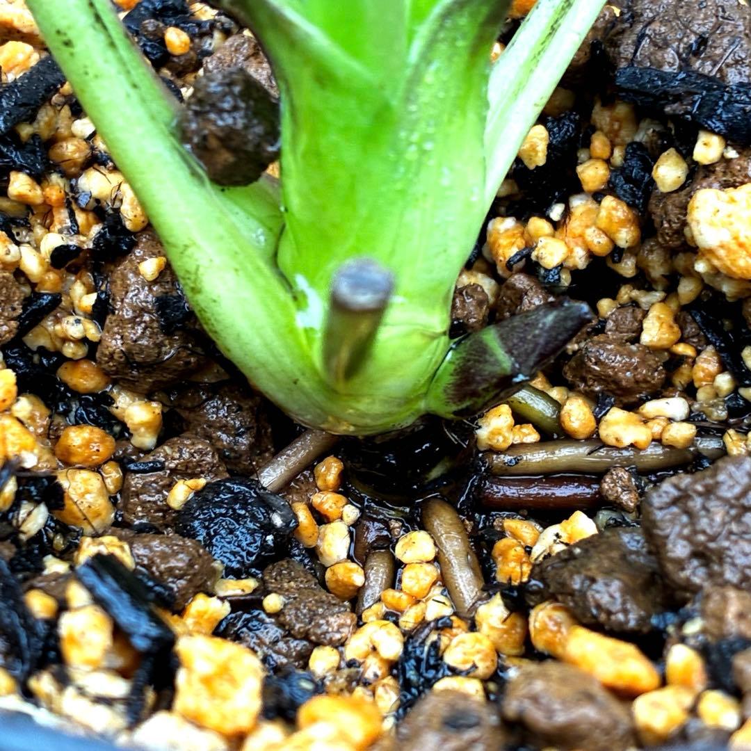 3718☘️極上☘️⭐️黒⭐️小輪⭐️まん丸コロコロ⭐️艶ピコ⭐️艶ベイン⭐️特大シベ⭐️樋口