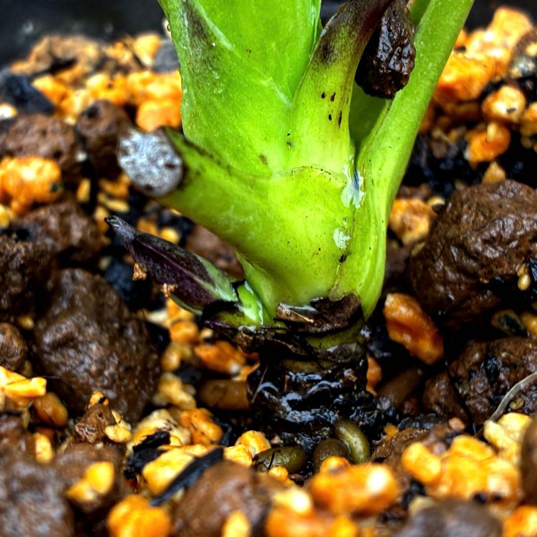 3718☘️極上☘️⭐️黒⭐️小輪⭐️まん丸コロコロ⭐️艶ピコ⭐️艶ベイン⭐️特大シベ⭐️樋口