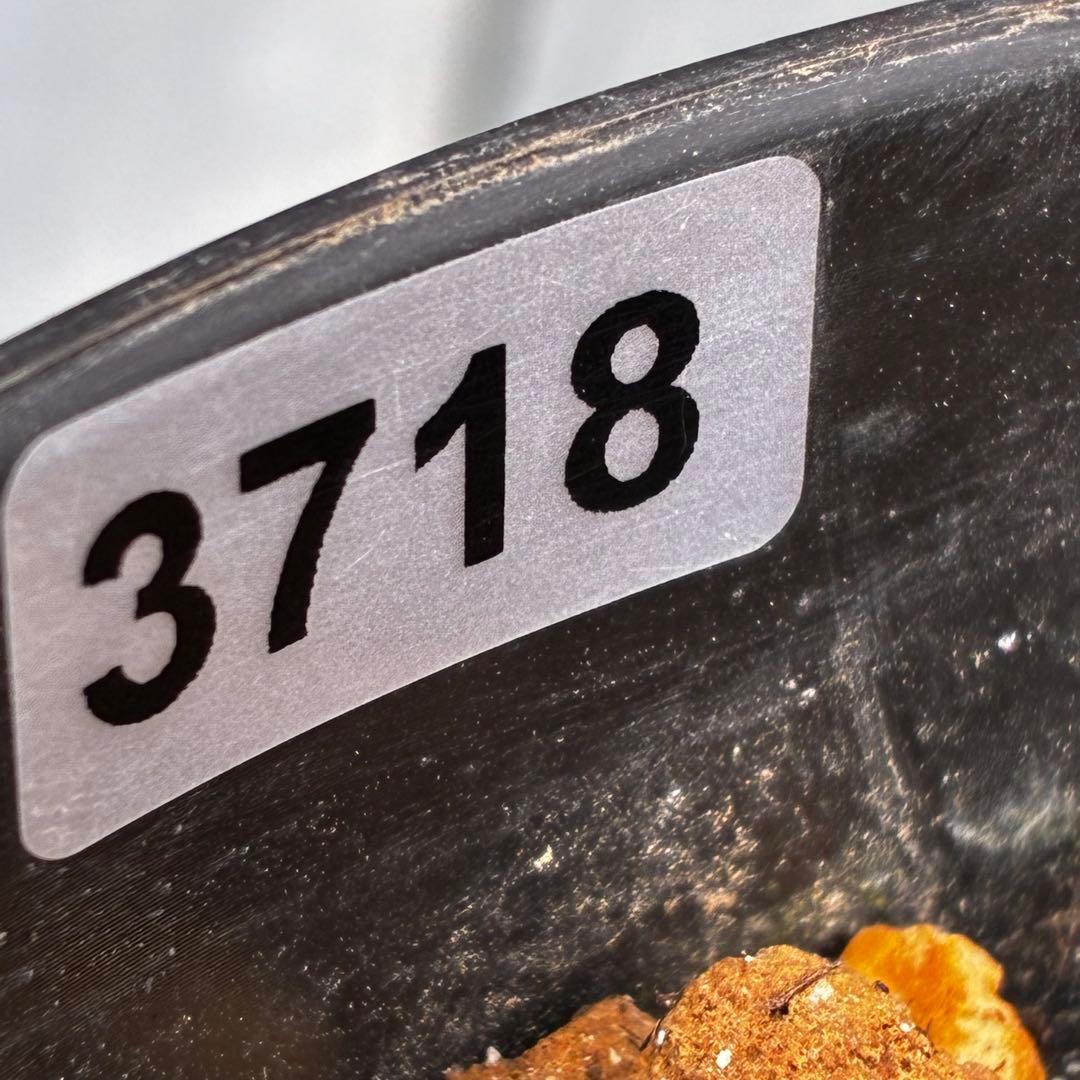 3718☘️極上☘️⭐️黒⭐️小輪⭐️まん丸コロコロ⭐️艶ピコ⭐️艶ベイン⭐️特大シベ⭐️樋口