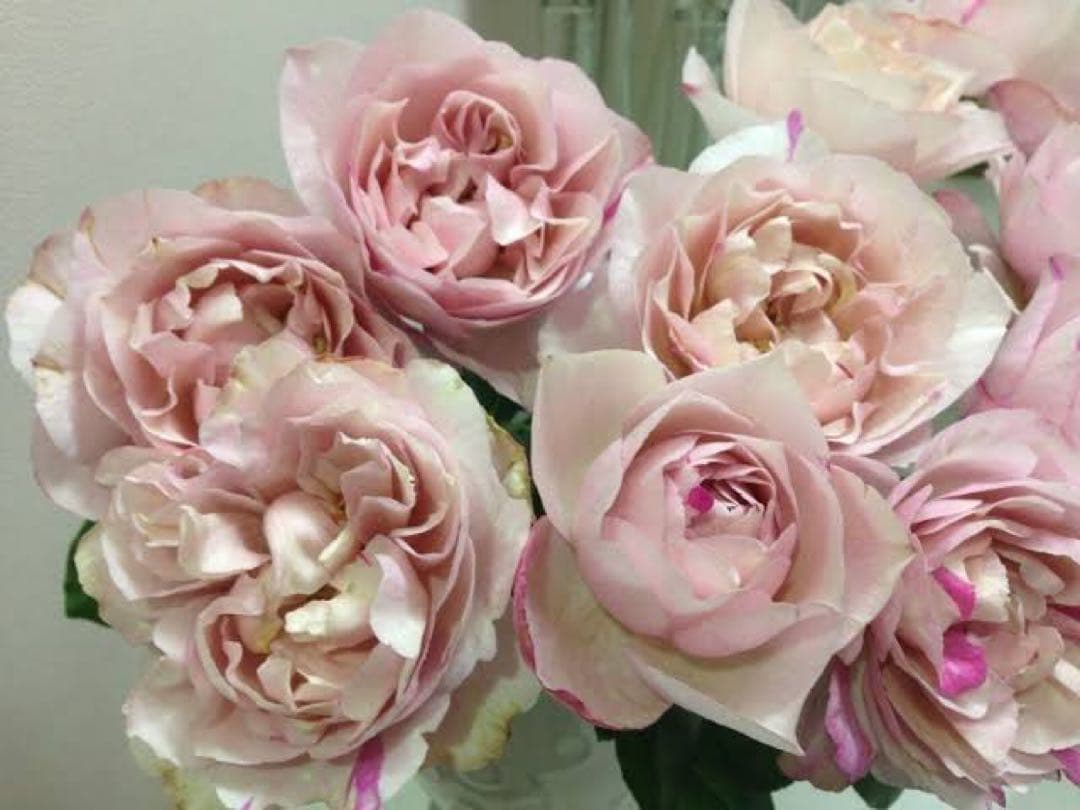 切り花品種バラ苗　レアバラ 　イヴＮｏ.♡ Rose