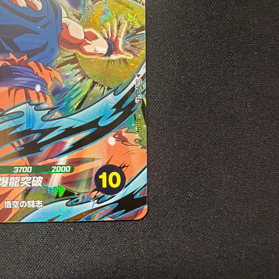 サボテン@即日発送　　ダイバーズ