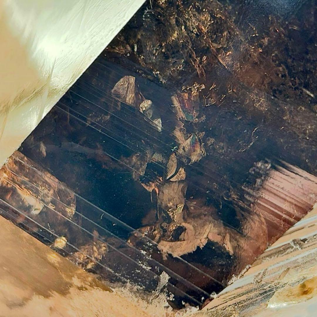 【特大・超希少】 スモーキーガーデンレムリアンシード