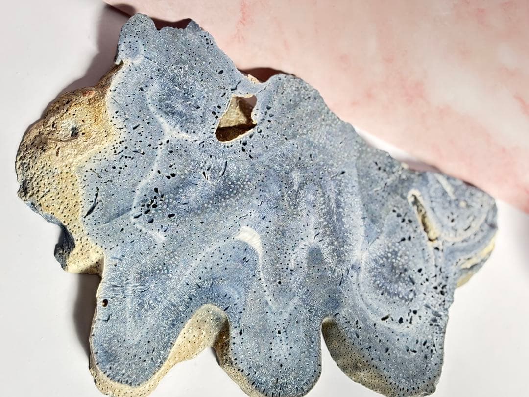 ブルー珊瑚　ハイグレード　特別　かわいすぎ　プレート　大きい！横21cm縦16