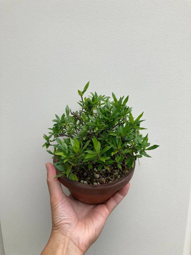 盆栽 小品 クチナシ 梔子 雑木 幹太