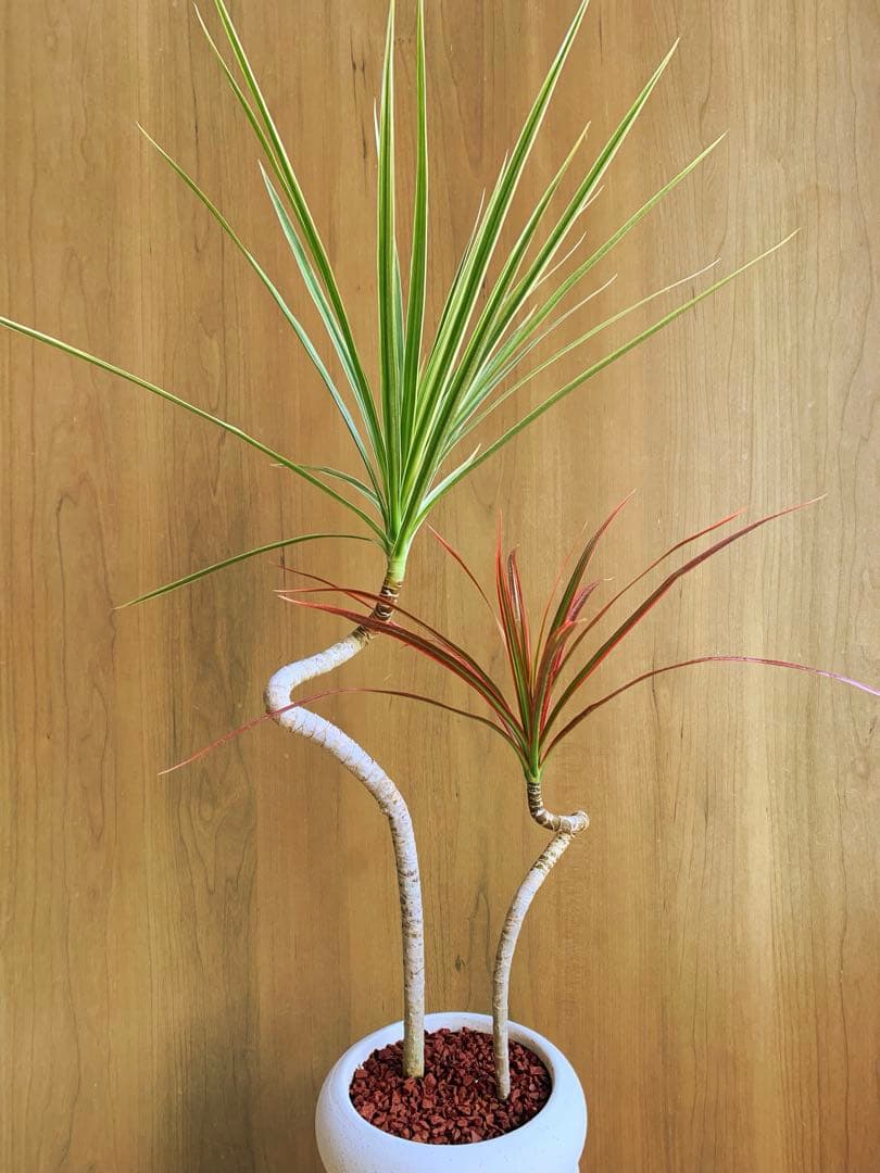 ドラセナ・コンシンナ　MIX color no6