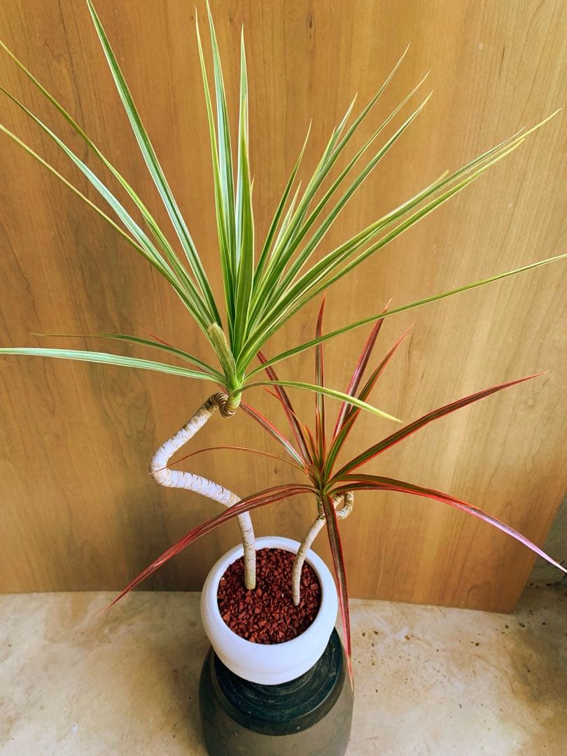 ドラセナ・コンシンナ　MIX color no6