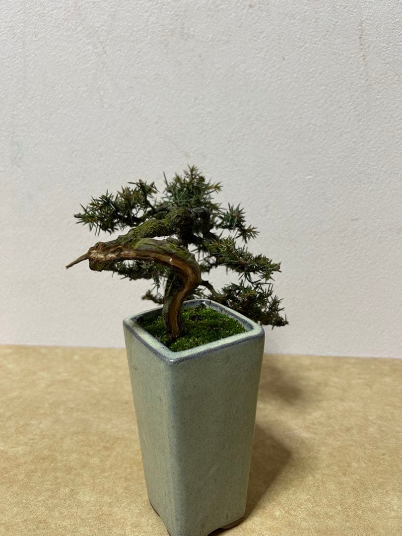 杜松　小品盆栽