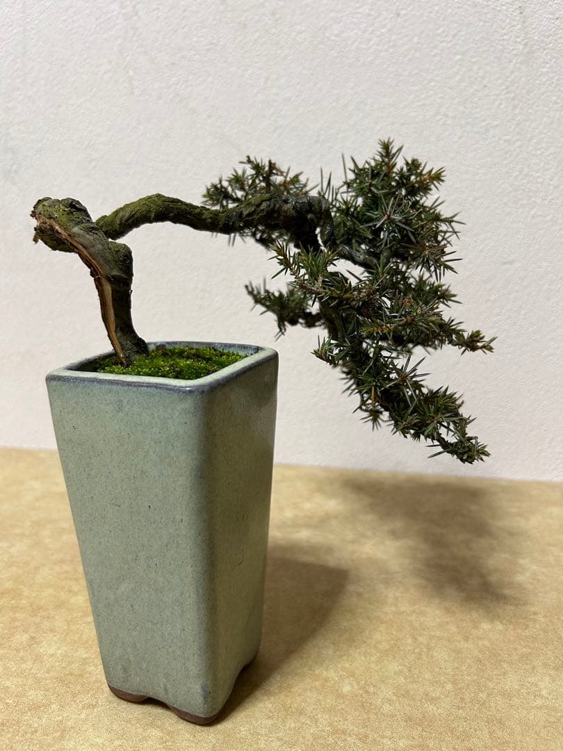 杜松　小品盆栽