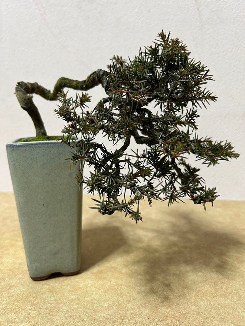 杜松　小品盆栽