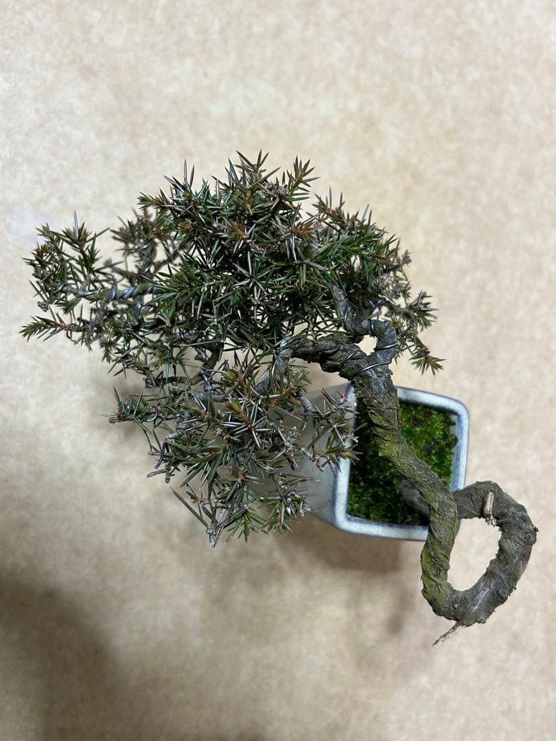 杜松　小品盆栽