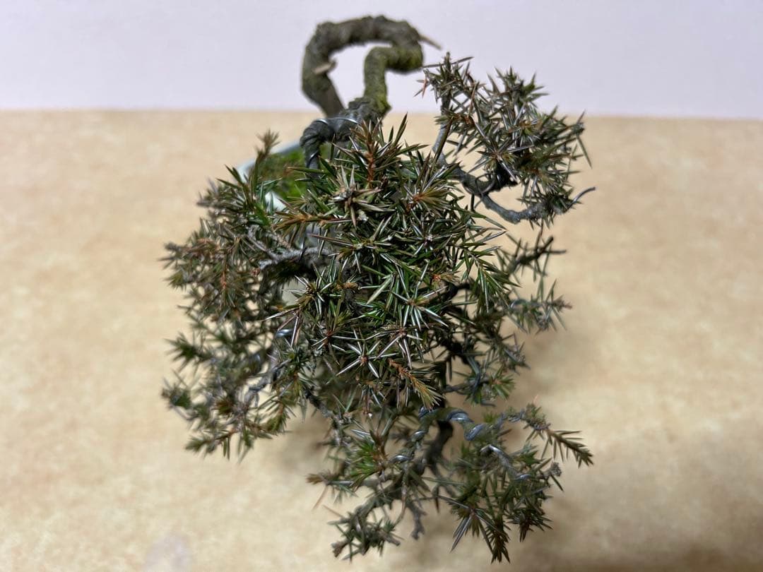 杜松　小品盆栽