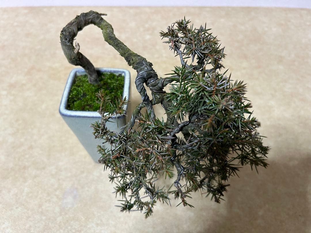 杜松　小品盆栽