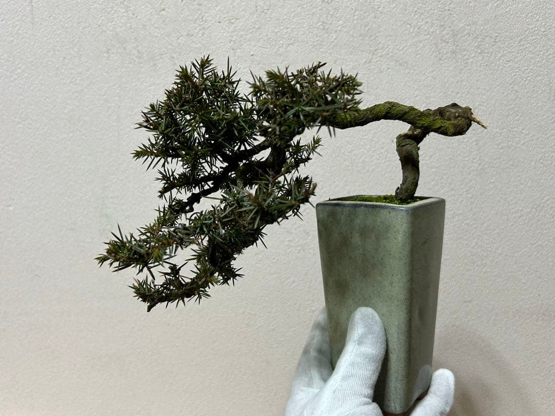 杜松　小品盆栽