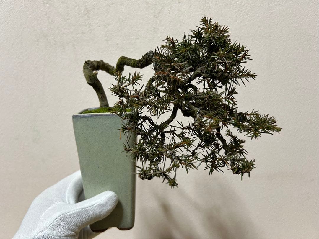 杜松　小品盆栽