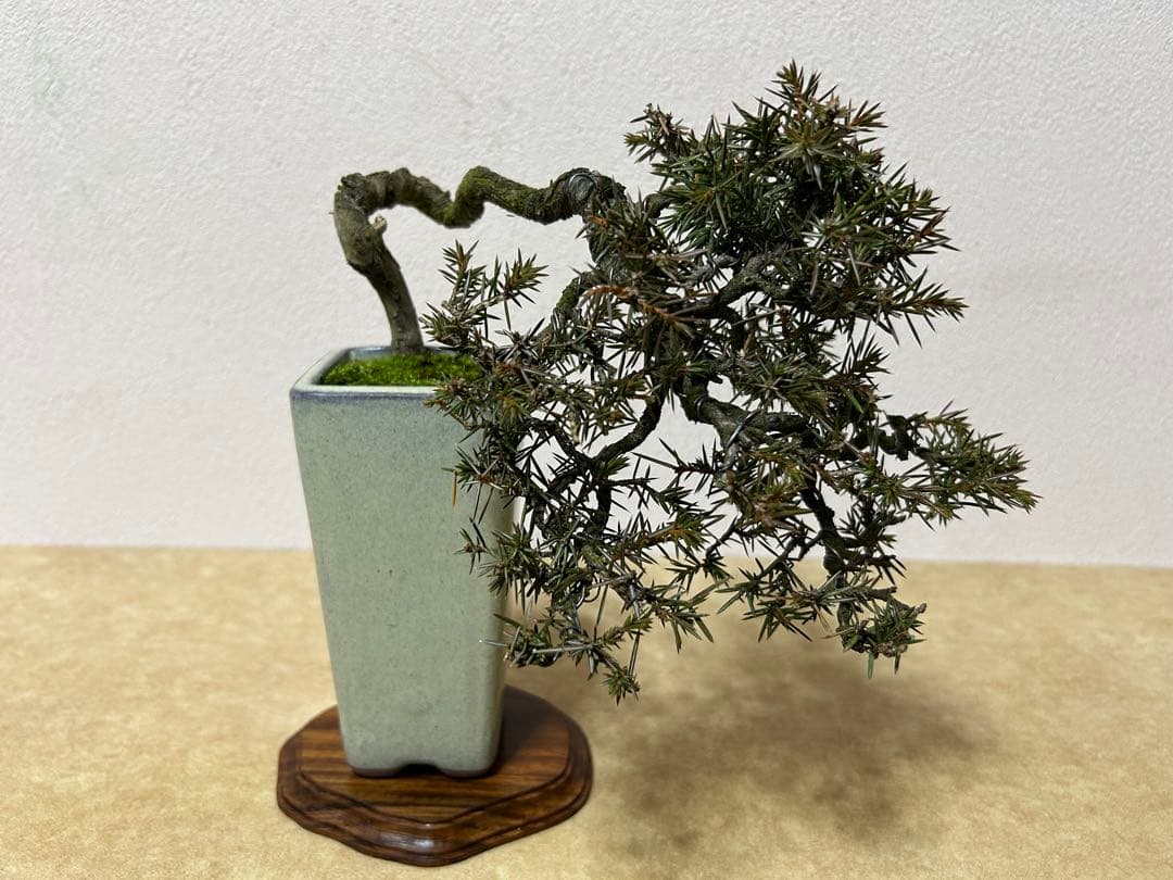 杜松　小品盆栽