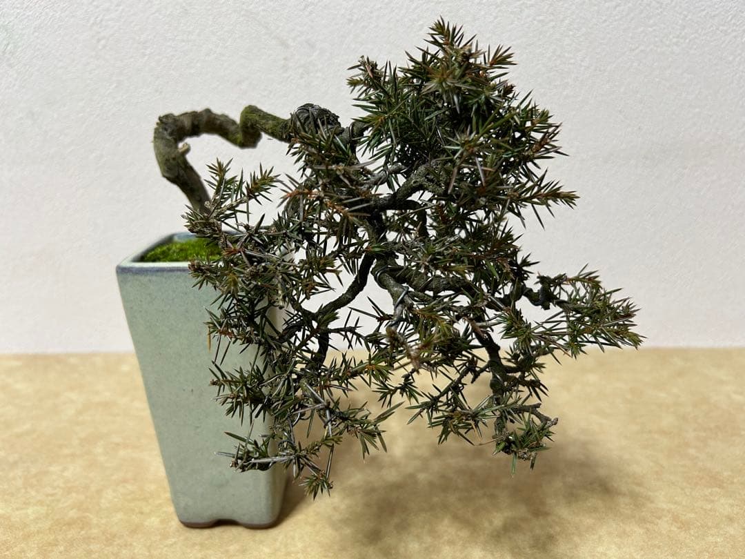 杜松　小品盆栽