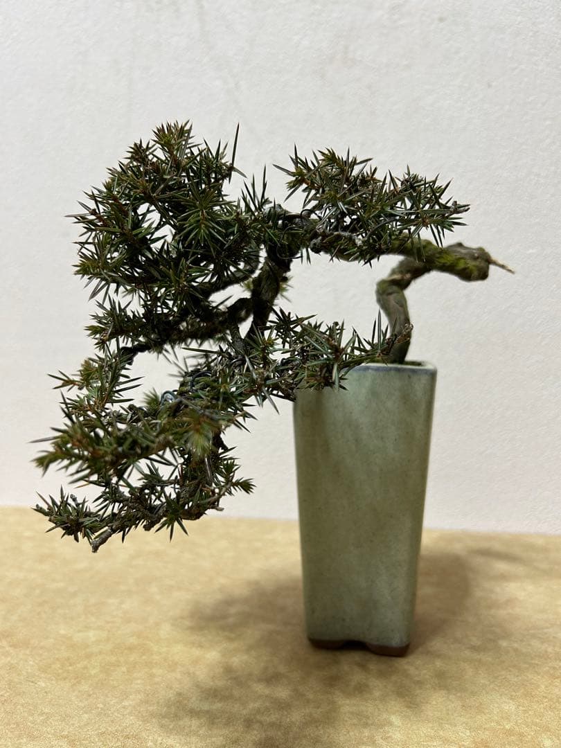 杜松　小品盆栽
