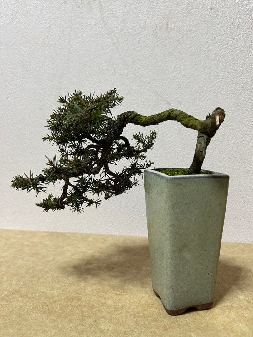 杜松　小品盆栽