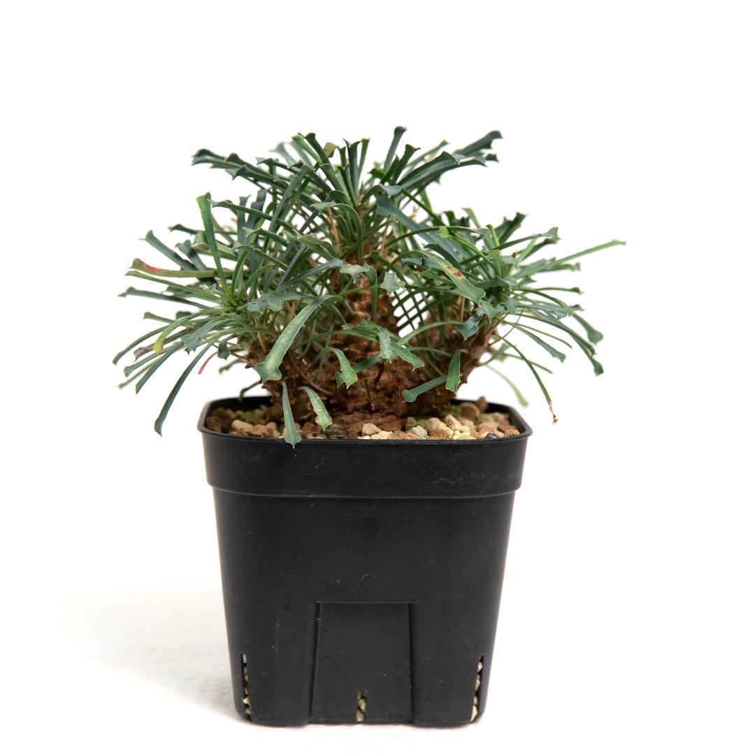 ユーフォルビア ムルチフォリア　Euphorbia multifolia