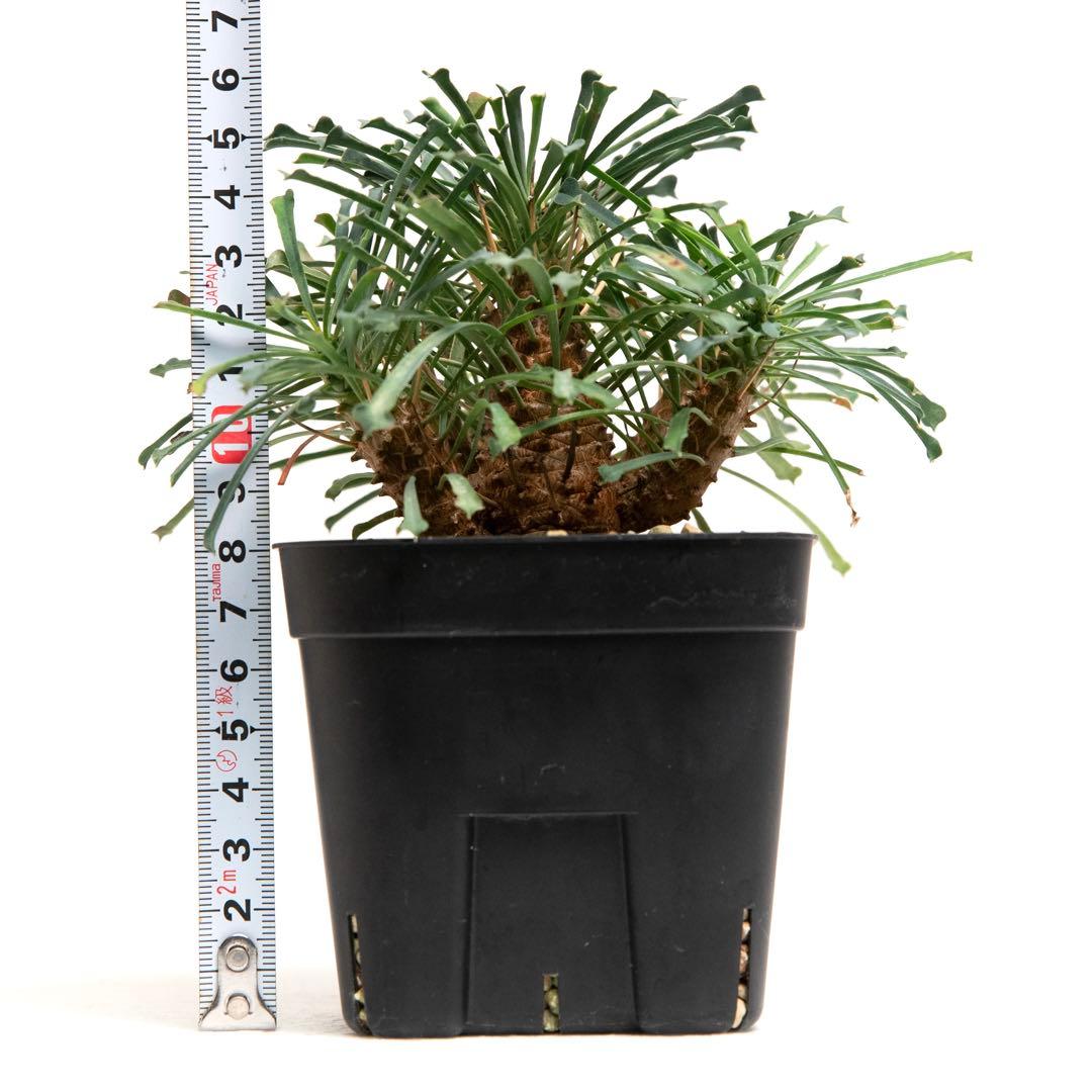 ユーフォルビア ムルチフォリア　Euphorbia multifolia