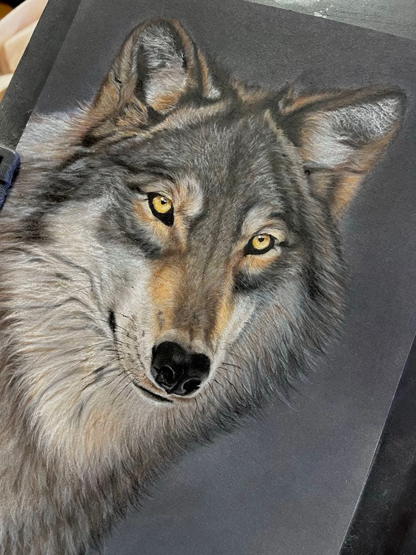 清潭な狼　色鉛筆画